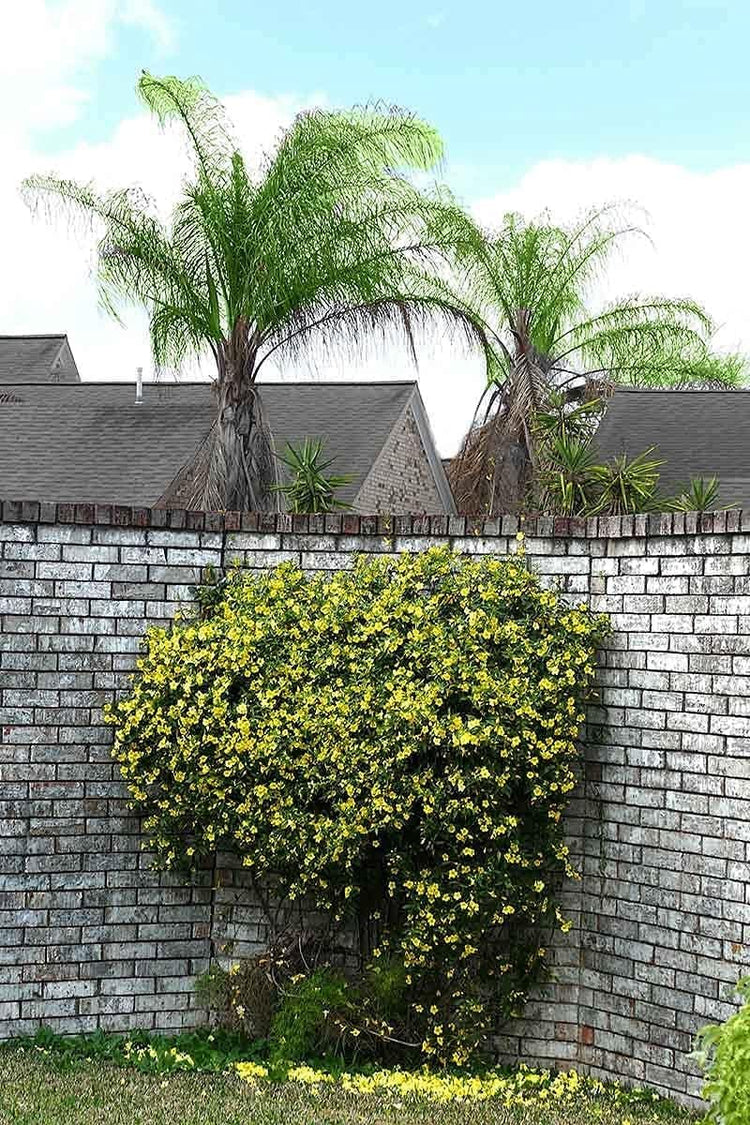 Carolina Jasmine | Large Gallon Size Plants | Gelsemium Sempervirens