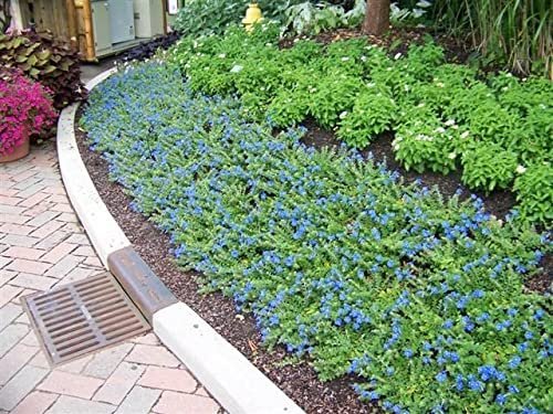 Blue Daze | Large Gallon Size Plants | Evolvulus Glomerata | Low Maintenance Drought Tolerant Blooming Groundcover