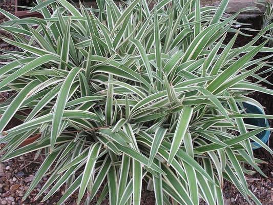 Variegated Flax Lily I Large Gallon Size Plants I Dianella Tasmanica I Live Striking Green and White Foliage, Drought-Resistant, Evergreen Perennial