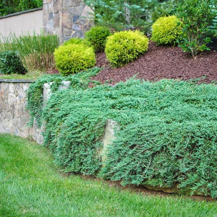 Blue Rug Juniper | Live Gallon Size Plants | Juniperus Horizontalis 'Wiltonii' | Drought Tolerant Cold Hardy Evergreen Groundcover