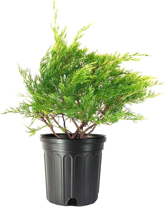 Juniper Sea Spray - Live Gallon Size Plants - Juniperus Chinensis - Drought Tolerant Cold Hardy Evergreen Groundcover