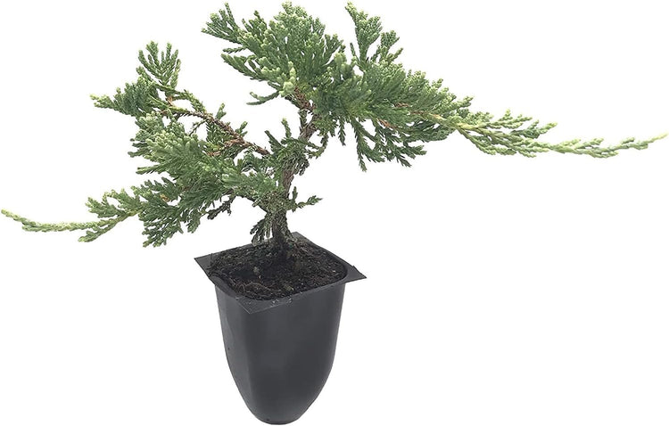 Blue Rug Juniper - Live Plants - 2" Pots - Juniperus Horizontalis 'Wiltonii' - Low Maintenance Evergreen Groundcover