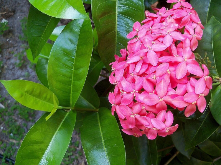 Nora Grant Ixora Plant | Live Plants | Vibrant Pink Blooms | Tropical Flowering Shrub | Ideal for Landscapes & Gardens | Lush Decorative Foliage | Ixora coccinea (3 Plants)