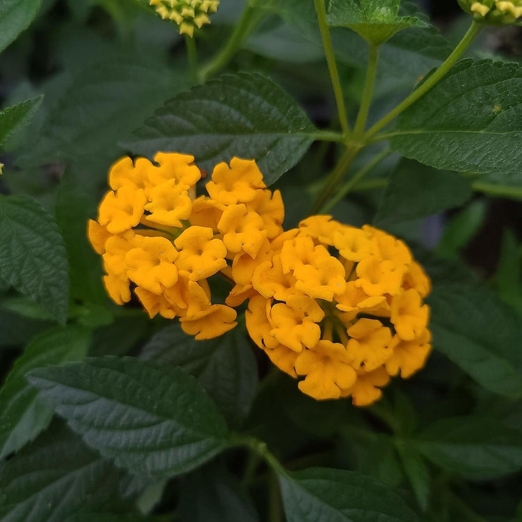 Lantana New Gold I Large Gallon Size Plants I Verbenaceae Camara I Live Vibrant Golden Yellow Flowers, Heat and Drought Tolerant, Ideal for Borders and Hanging Baskets (1 Plant)