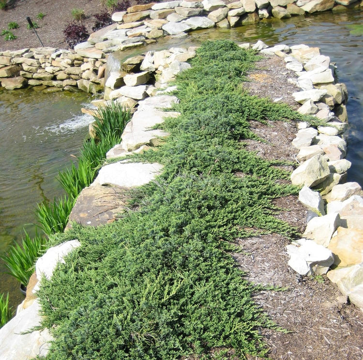 Blue Rug Juniper | Extra Large 3 Gallon Plant | Live Ground Cover Evergreen Shrubs for Landscaping, Garden, Slope Control - Drought Tolerant, Low Maintenance