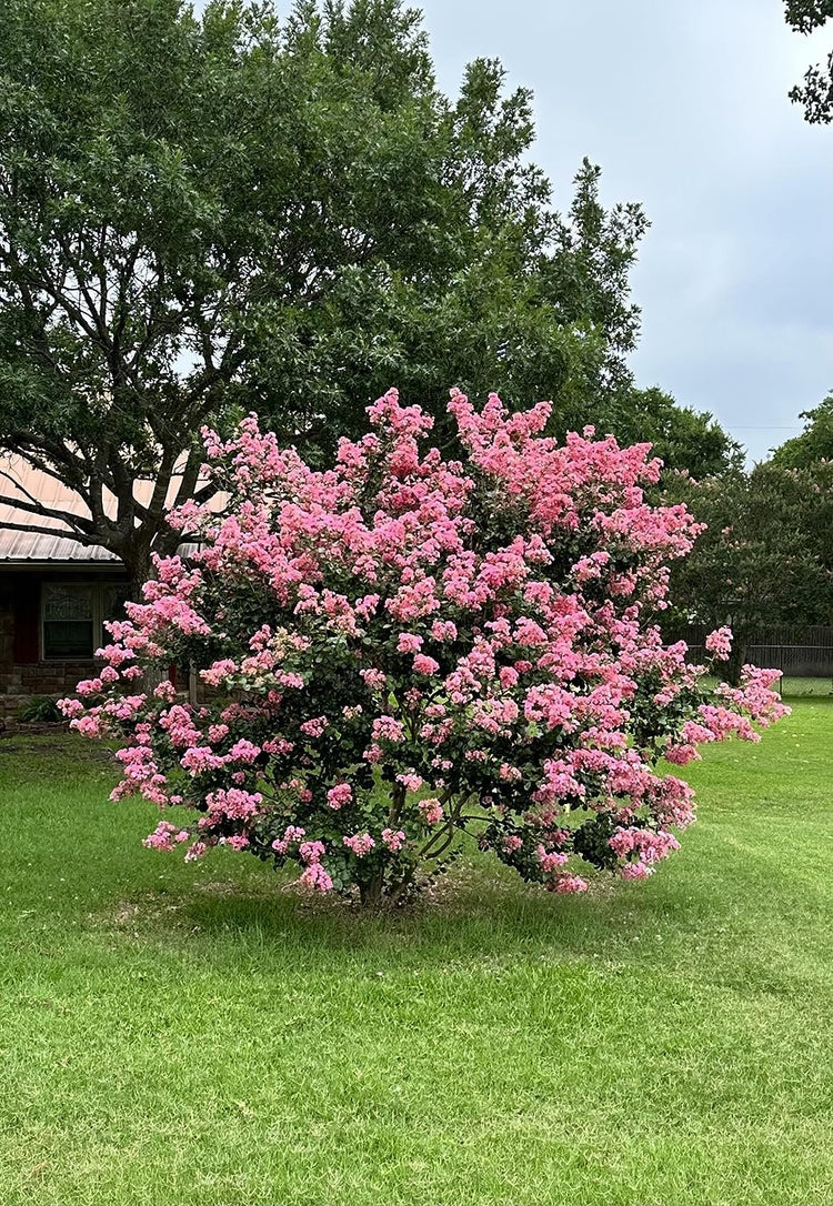 Crape Myrtle Hopi Rose Pink | Extra Large 3 Gallon Plants | Soft Rose-Pink Blossoms, Live Plant, Ornamental Shrub for Tranquil Garden Settings