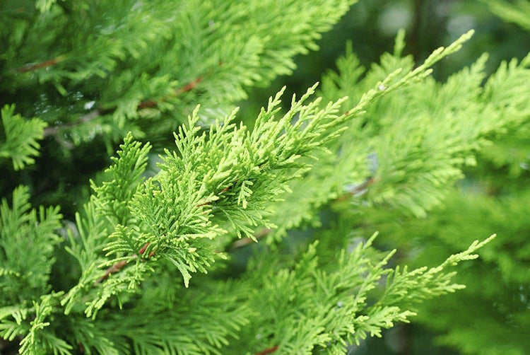 Murray Cypress Tree | Live Plants | Upright Evergreen Privacy Screen | Cupressus x Leylandii