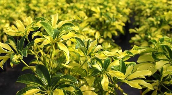 Arboricola Variegated Schefflera Trinette I Live Plants I Vibrant Green & Yellow Foliage, Easy-Care Indoor/Outdoor Plant, Air-Purifying, Ideal for Home (03 Plants)