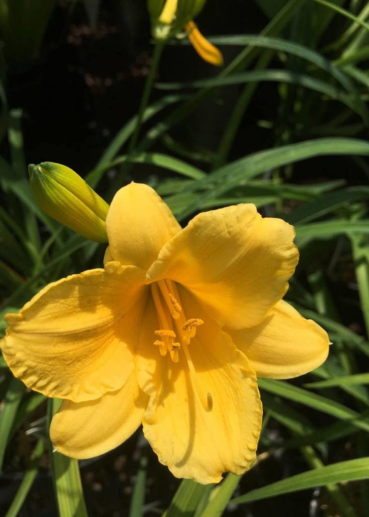 Daylily Stella D' Oro | Live 3 Inch Pots | Hemerocallis | Yellow Flowers I Rich Golden Blooms, Perennial Garden Jewel, Easy-to-Grow for Year-Round Beauty