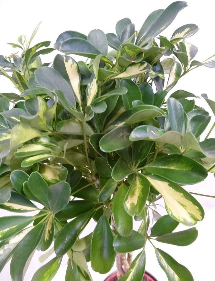 Umbrella Tree - 'Gold Capella' Live Braided Schefflera Arboricola - Florist Quality - Beautiful Indoor Tree - 3 Feet Tall