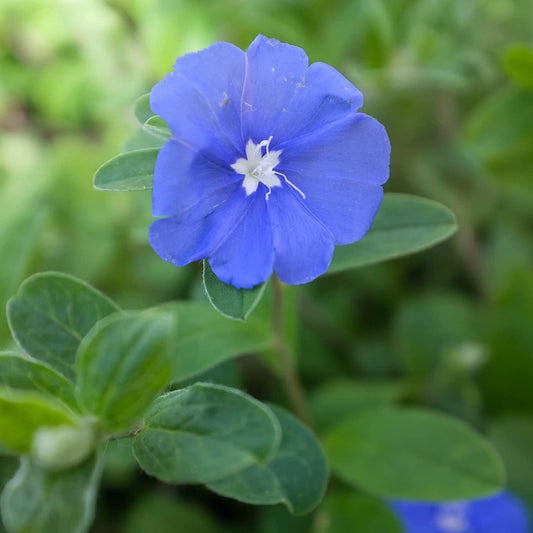 Blue Daze | Live Plants | Evolvulus Glomerata, Low Maintenance