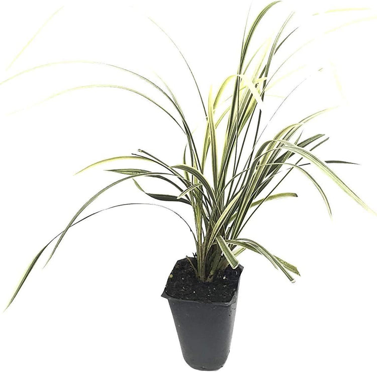 Aztec Grass - Live Plants - Variegated Liriope - Ophiopogon Intermedius Argenteomarginatus