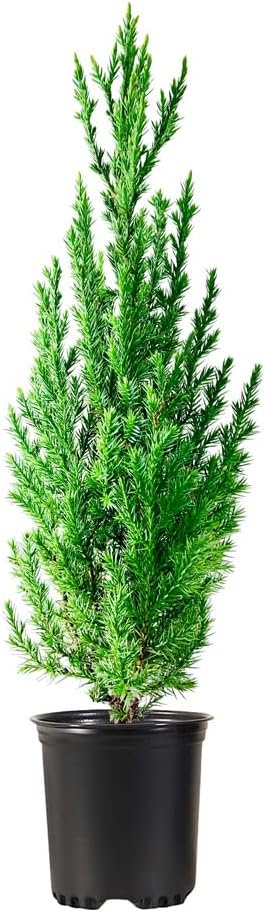 Spiny Greek Juniper | Live 4 Inch Pot | Juniperus Chinensis | Drought Tolerant Cold Hardy Evergreen Screening Plants