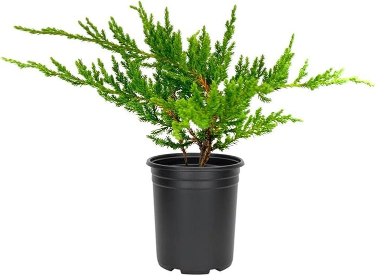 Green Sargent Juniper | Live 4 Inch Pots | Juniperus Chinensis | Drought Tolerant Cold Hardy Evergreen Groundcover Plants