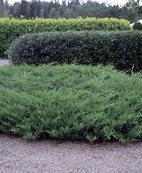 Juniper Nicks Compacta - Live Gallon Size Plant - Juniperus Chinensis - Drought Tolerant Cold Hardy Evergreen Groundcover