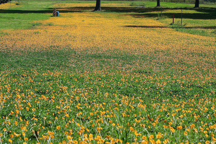 EcoTurf Perennial Peanut Grass | Live Plants | Arachis Glabrata