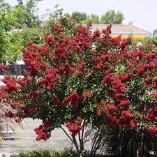 Crape Myrtle Dynamite Red | Extra Large 3 Gallon Plant | Vivid Red Blooms & Hardy Growth, Live Plant, Ornamental Shrub for Striking Garden Display