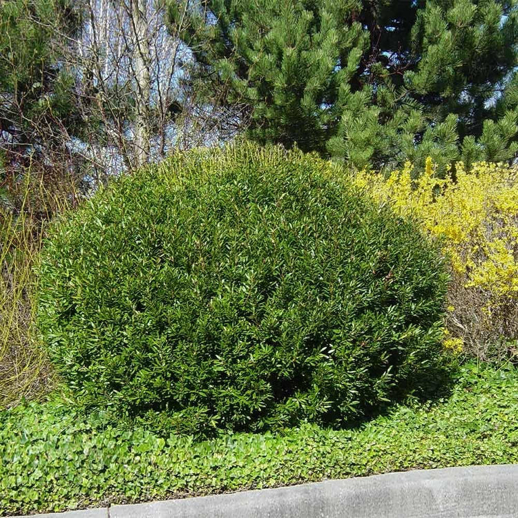 Wax Myrtle Don's Dwarf I Live Plants I Myrica Cerifera | Compact Evergreen Shrub with Aromatic Foliage, Ideal for Small Spaces, Hedges, & Landscape Accents (30 Plants)