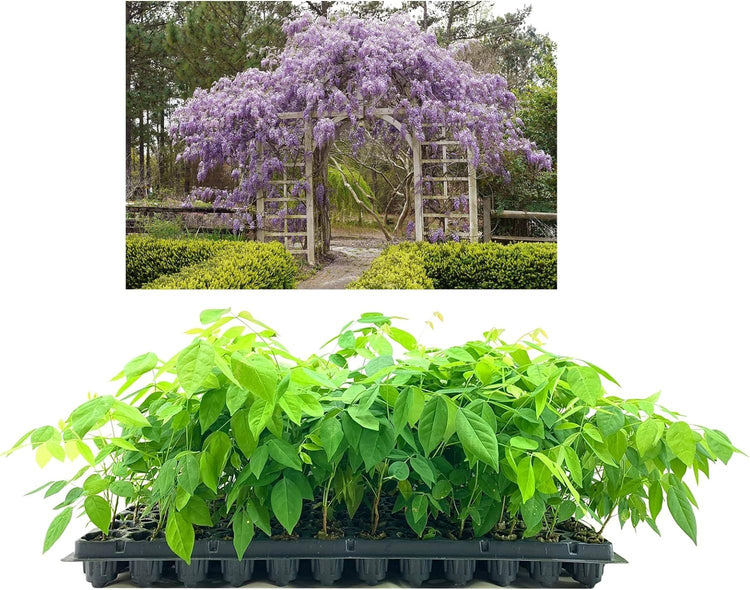 Amethyst Falls Wisteria Frutescens Vine | Live Plants | Beautiful Drought Tolerant Fragrant Purple Flowering Vine