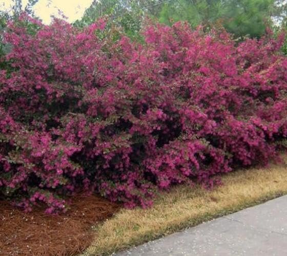 Loropetalum Zhuzhou I Live Plants I Chinese Fringe Flower I Striking Deep Purple Foliage with Vivid Pink Blooms, Ideal for Hedges, Borders, and Ornamental Gardens (03 Plants)