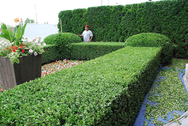 Winter Gem Boxwood | Large Gallon Size Plants | Buxus Microphylla Japonica