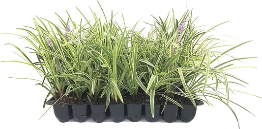 Variegated Liriope Muscari Silvery Sunproof - Live Plants - Blooming Evergreen Groundcover