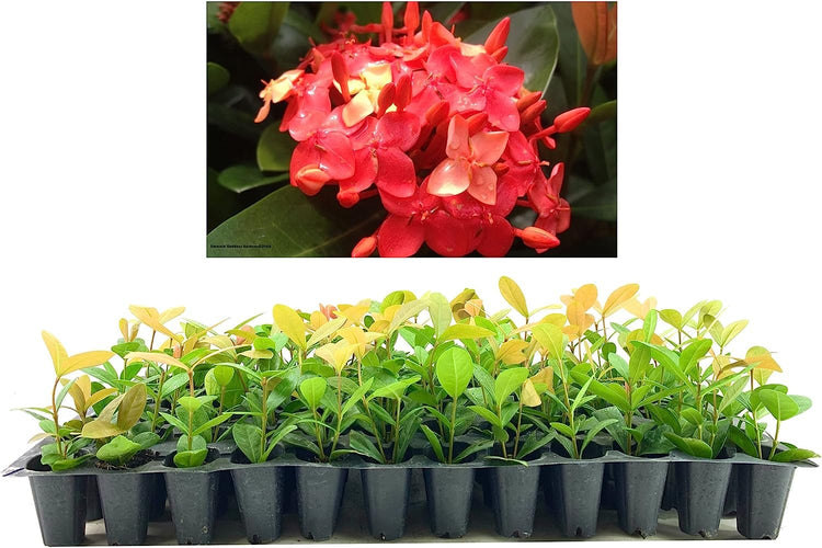 Ixora Maui Red | Live Plants | Beautiful Vibrant Blooming Butterfly Attracting Shrub | Coccinea Flame of The Woods Jungle Flame