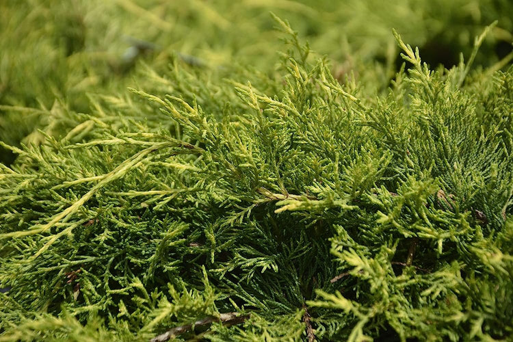 Old Gold Juniper - Live 4 inch Pots - Juniperus Chinensis - Evergreen Hardy