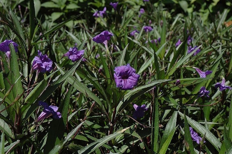 Mexican Petunia Purple I Large Gallon Size Plants I Ruellia Brittoniana | Live Vibrant Purple Flowers, Drought and Heat Tolerant, Ideal for Garden Borders and Container Planting (3 Plants)