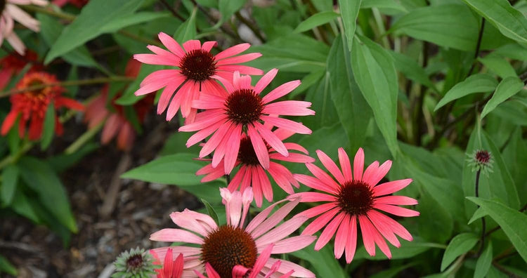 Echinacea 'Solar Flare' | Live Plants I Coneflower Striking Orange Bloom Perennial I Low-Maintenance I Ideal for Sunset Gardens (20 Plants)