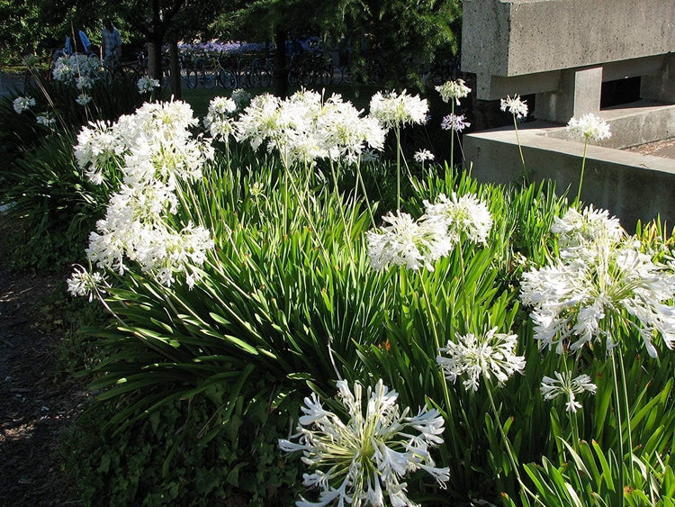 Agapanthus Getty White - Live Plants - Blooming Groundcover Grass