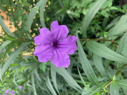 Mexican Petunia Purple I Large Gallon Size Plants I Ruellia Brittoniana | Live Vibrant Purple Flowers, Drought and Heat Tolerant, Ideal for Garden Borders and Container Planting (3 Plants)