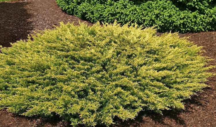 Lime Glow Juniper | Live 4 Inch Pots | Juniperus Horizontalis | Cold Hardy