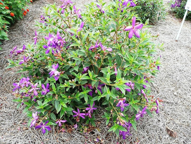 Tibouchina Dwarf Princess Flower I Live Plants I Lepidotal Compact Size, Eye-Catching Purple Blooms, Heat-Tolerant, Ideal for Small Gardens and Containers