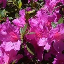 Azalea Purple Formosa | Extra Large 3 Gallon Plant | Vibrant & Lush, Large Purple Blooms, Hardy & Adaptable Shrub for Landscapes, Gardens, or Containers, Low-Maintenance