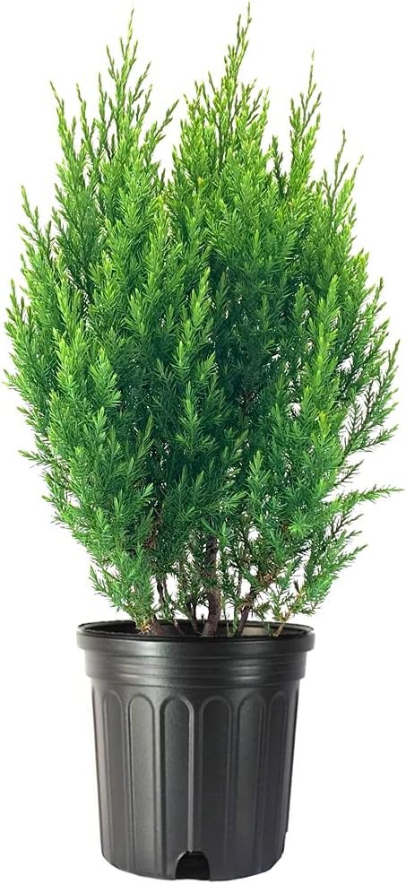 Spiny Greek Juniper | Live Gallon Size Tree | Juniperus Chinensis | Drought Tolerant Cold Hardy Evergreen Screening Plant