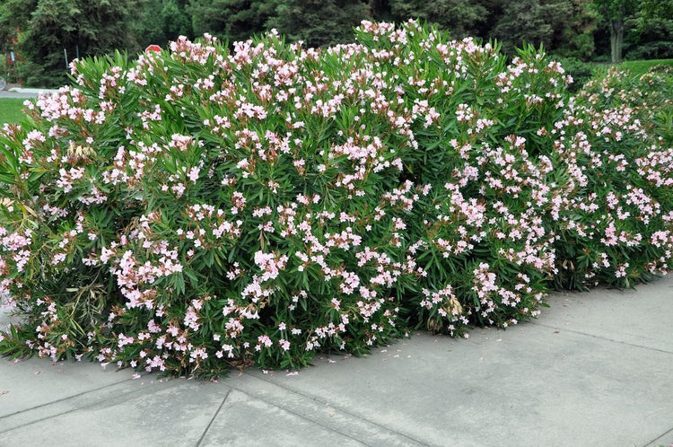 Oleander Petite Pink | Live Plants | Nerium | Compact Dwarf Evergreen Shrub