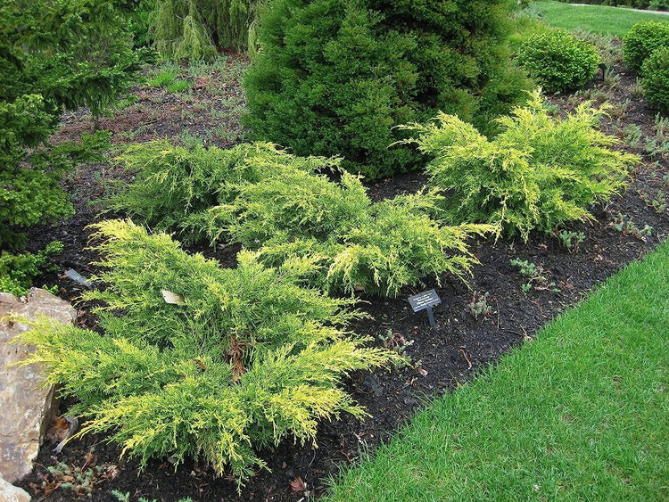 Old Gold Juniper - Live 4 inch Pots - Juniperus Chinensis - Evergreen Hardy