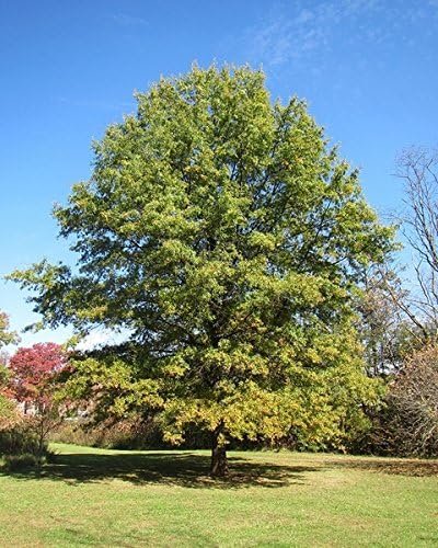 Willow Oak Tree | Live Plants | Quercus Phellos | Beautiful Unique Fast Growing and Hardy Shade Tree