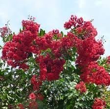 Crape Myrtle Arapaho I Extra Large 3 Gallon Plants | Light Pink Flowering Vibrant Red Summer Blooms, Drought-Tolerant Live Plant, Ornamental Tree for Gardens & Landscapes (3 Plants)