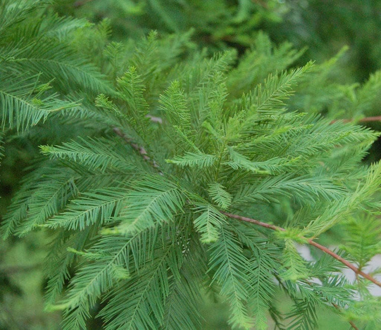 Bald Cypress | Live Trees | Taxodium Distichum | Fast Growing Shade Tree