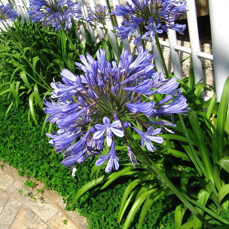 Agapanthus Africanus Lily of The Nile | Large Gallon Size Plants