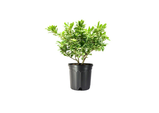 Pittosporum Variegated I Large Gallon Size Plants I Pittosporum Tobria Variegatum I Live Striking Two-Tone Foliage for All-Year Visual Interest, Ideal for Hedges, Borders (2 Plants)