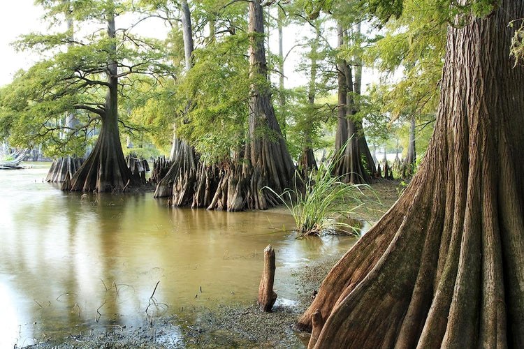 Bald Cypress | Live Trees | Taxodium Distichum | Fast Growing Shade Tree