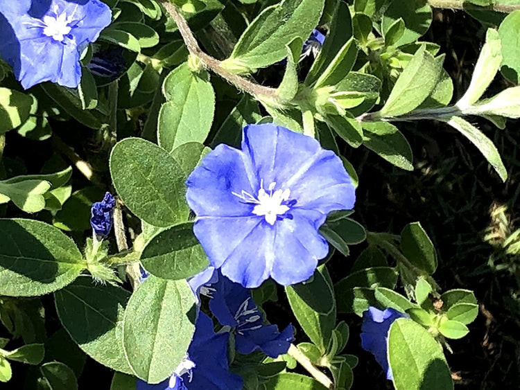 Blue Daze | Live Plants | Evolvulus Glomerata, Low Maintenance