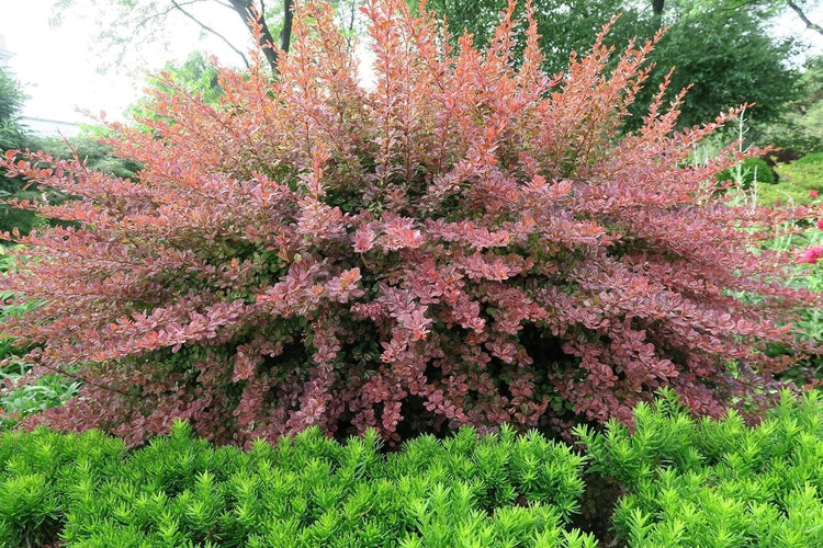 Barberry Rosy Glow | Live Plants | Vibrant Dual-Toned Foliage, Ideal for Landscaping & Hedging, Hardy & Drought-Tolerant, Live Decorative Shrub Plant (10 Plants)