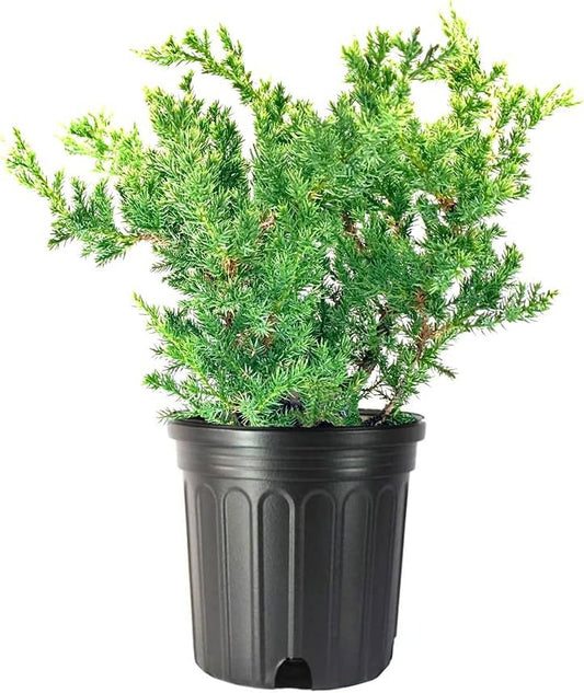 San Jose Juniper | Live Gallon Size Plant | Juniperus Chinensis | Bonsai Drought Tolerant Cold Hardy Evergreen Groundcover