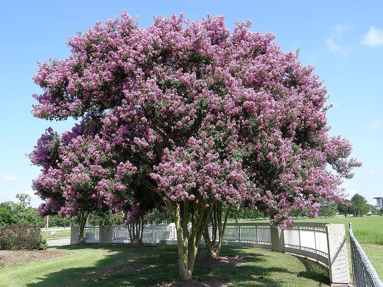 Crape Myrtle Muskogee | Live Plants | Lagerstroemia Indica | Beautiful Low Maintenance Lavender Blooming Tree