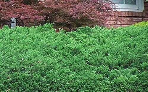 Green Sargent Juniper | Live 4 Inch Pots | Juniperus Chinensis | Drought Tolerant Cold Hardy Evergreen Groundcover Plants