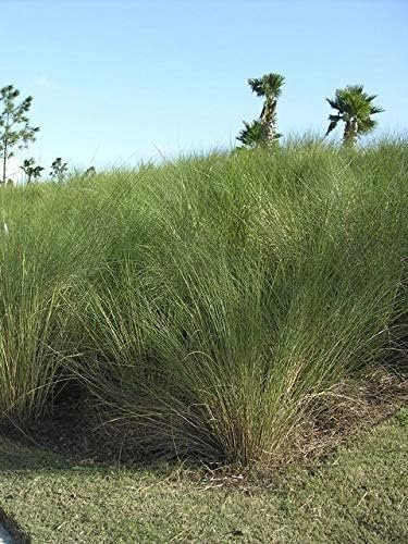 Sand Cord Grass | Live Plants | Spartina Bakeri | Drought Tolerant Low Maintenance Marsh Grass